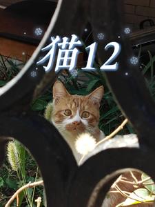 猫12全本阅读